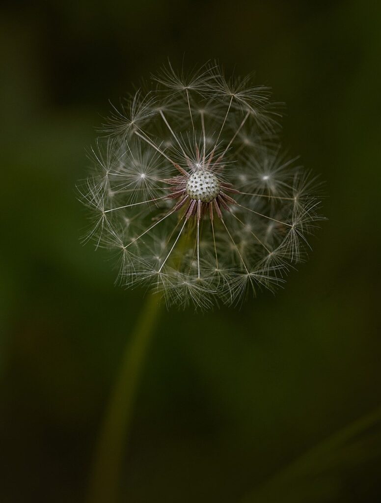 flower, bloom, dandelion